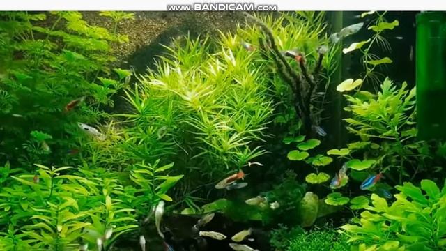 04 02 2017 Слон умён величав и силён