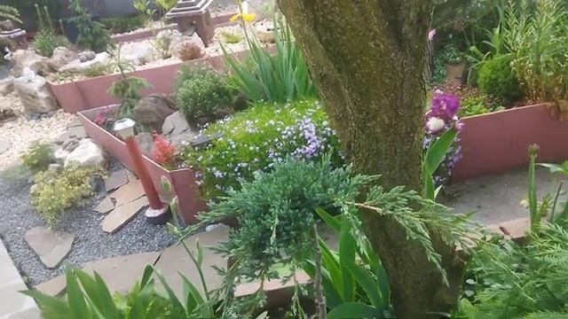 Сад - зеркало души.Видео 11. Крым.22.05.2023г.Укорачивание приростов на хвойниках в моем саду. смотреть онлайн