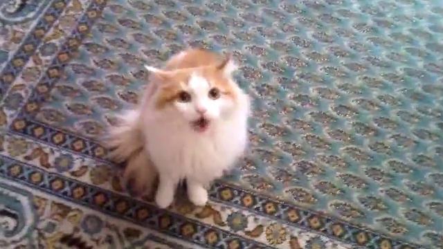 Кот Леопольд угрожает! смотреть онлайн