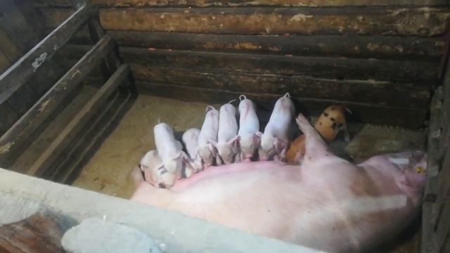 Каких животных заводить начинающим фермерам смотреть онлайн