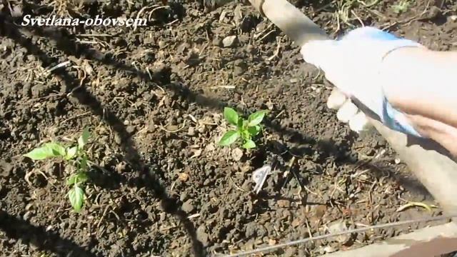 НАШАТЫРНЫЙ СПИРТ СУПЕР ПОДКОРМКА- для урожая перца и от вредителей...SUPER LINK-for pepper crop смотреть онлайн