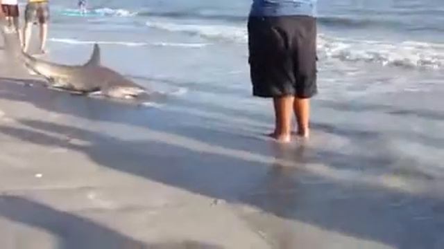 Shark on the beach .Акула на пляже. смотреть онлайн