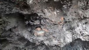 Как сохранить аммонит. Окаменелости парка Фили. Аммониты волжского яруса. Зоны fulgens, subditus.