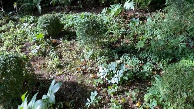 Vlog 167 - Мой любимый английский сад в сентябре смотреть онлайн