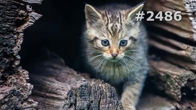 #2486. Дикие кошки (В мире животных) смотреть онлайн