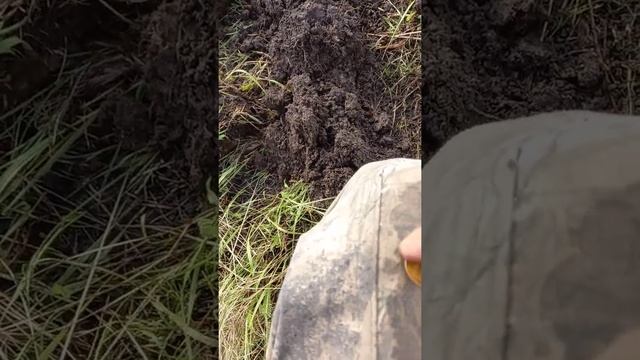 Хабаровск коп монет 3копейки 1955г смотреть онлайн