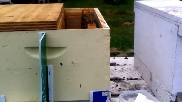 How to splitting hive with queen cell смотреть онлайн