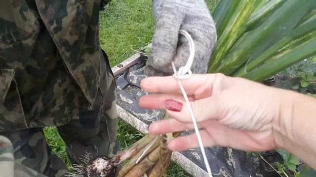 Чеснок - уборка урожая. смотреть онлайн