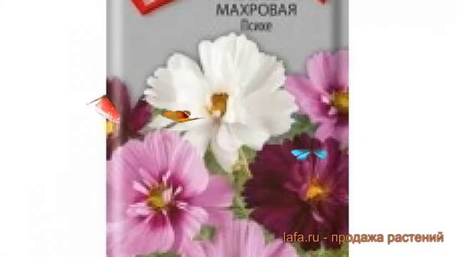 Космея махровая Психе (psikhe) ? махровая космея Психе обзор: как сажать, семена космеи Психе смотреть онлайн