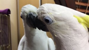 Какаду Кирюня разговаривает с зеркалом