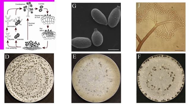Botrytis cinerea [Gray Mold] #PestPrimer смотреть онлайн