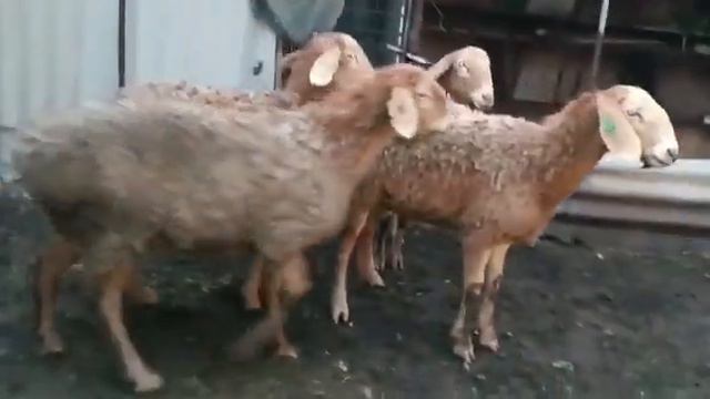 ПЛЕМЕННЫЕ ЯРКИ АРАШАНСКОЙ ПОРОДЫ КАРА-БАЛТА 0(777)959547 смотреть онлайн