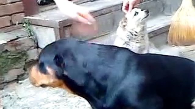 Полу такса полу ротвейлер смотреть онлайн