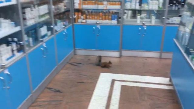 Белка в аптеке смотреть онлайн