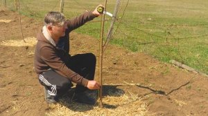 Обрезка черешни. Формируем саженец в первый год после посадки. Правильная обрезка.