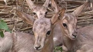 Животный мир Евразии