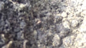 как вырастить женьшень из семечки