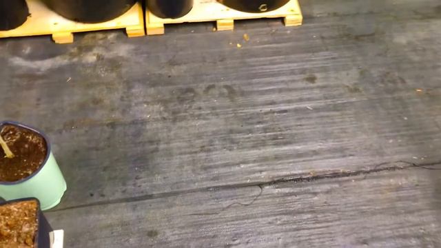 Growing Mahogany Splendor Hibiscus 🌺 In Containers