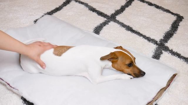 BUY или DIY? | ОЧЕНЬ УДОБНЫЙ СПАЛЬНЫЙ МЕШОК ДЛЯ СОБАКИ СВОИМИ РУКАМИ | Лежанка - мешок смотреть онлайн