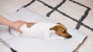 BUY или DIY? | ОЧЕНЬ УДОБНЫЙ СПАЛЬНЫЙ МЕШОК ДЛЯ СОБАКИ СВОИМИ РУКАМИ | Лежанка - мешок