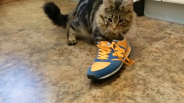 Милая кошка мейнкун играет с кроссовком смотреть онлайн