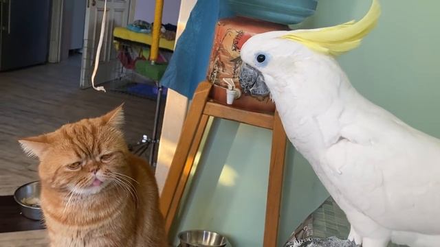 Говорящий попугай решил поговорить с котом. home zoo. ПРИКОЛЫ С ЖИВОТНЫМИ . Cute.mp4 смотреть онлайн