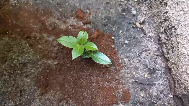 Уход за садом легко смотреть онлайн