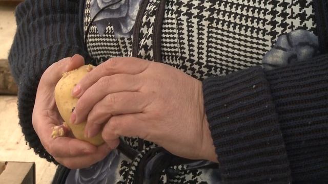 Как разбудить спящие почки на клубне картофеля смотреть онлайн