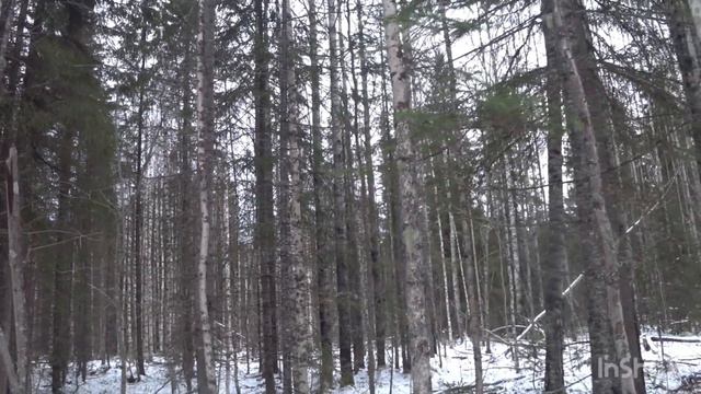 Охота на зайца , с русско-пегой гончей