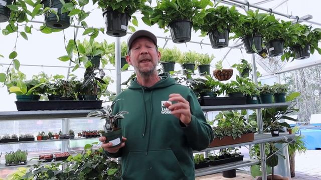 White Fusion Calathea Available in Jacksonville смотреть онлайн