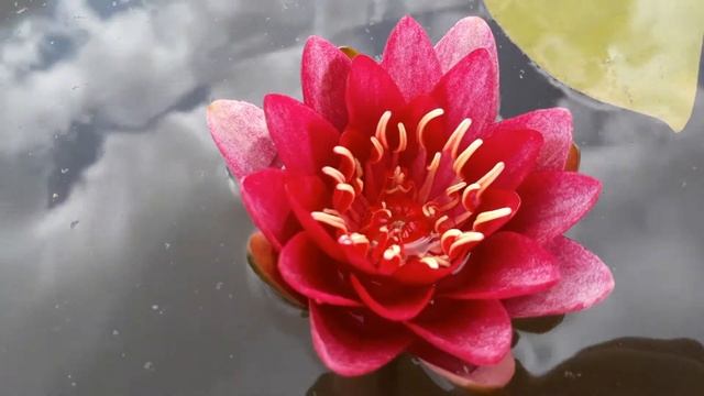 Нимфея Burgundy Princess (Бургундская принцесса) кувшинка, waterlily, водные растения, пруд смотреть онлайн