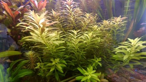 Plants Info | Лимнофила ароматика мини (Limnophila aromatica mini)
