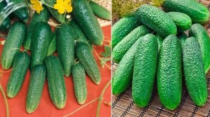 Гибрид огурца Конни F1