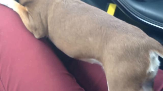 Чихуахуа в странной позе. Chihuahua in a strange pose смотреть онлайн