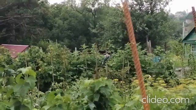 Голубые сороки. Молодняк. смотреть онлайн