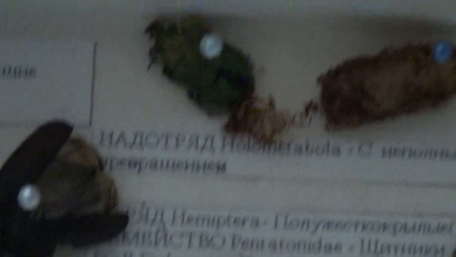 Энтомологическая коробка для насекомых своими руками. смотреть онлайн