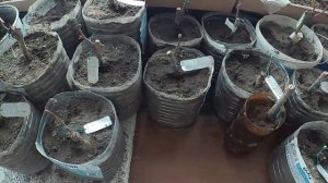 Как сохранить саженцы винограда зимой