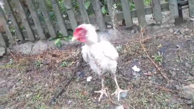 Ржачный "орел" смотреть онлайн