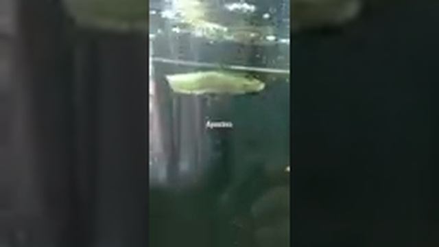 Арована в аквариуме! смотреть онлайн