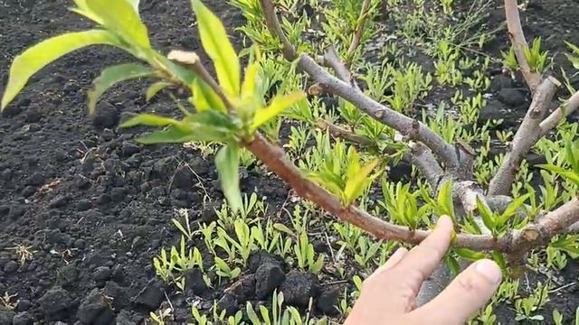 Итог весны 2023г. Часть 3. Персик. смотреть онлайн