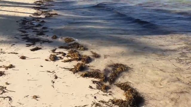 Доминикана | Обзор | Catalonia Bavaro Beach, Golf & Casino Resort