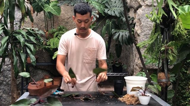 Philodendron Pink Princess - Getting back variegation via propagation смотреть онлайн