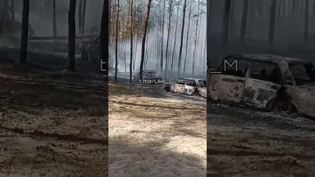 Позиции ВСУ в Кременском лесу. смотреть онлайн