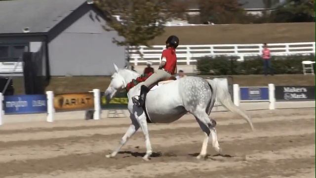 Wave the Flag - Bridleless World Equestrian Games Jumping Perfomrance- Lizzy Traband & Schoenrosa смотреть онлайн