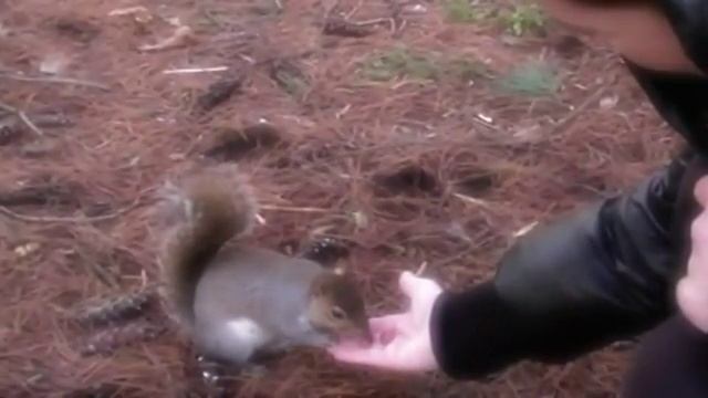 souvenir.. d"Italy смотреть онлайн