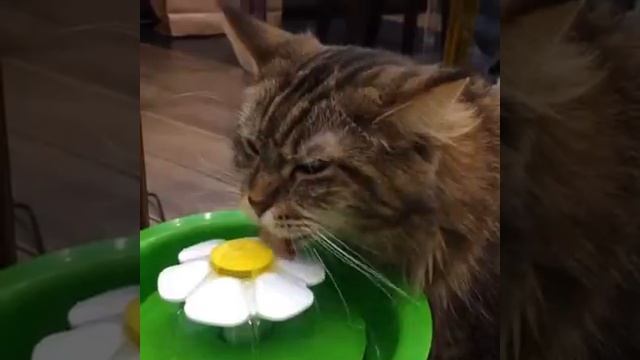 Фонтанчик для кошек с цветком Catit смотреть онлайн