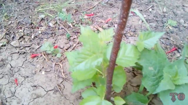 ЦВЕТЕТ ЖИМОЛОСТЬ КАПРИФОЛЬ ОБЗОР ВЕСЕННЕГО САДА 2018 смотреть онлайн