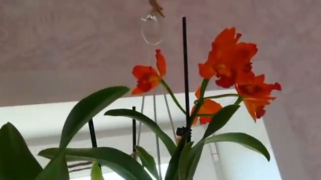 ЧАСТЬ 2.ЦВЕТЕНИЕ МОИХ ОРХИДЕЙ В КОНЦЕ АПРЕЛЯ👍❤️🧡💛❣️😍#phalaenopsis #flores #orhids #фаленопсис 🌱🦋🌸😍 смотреть онлайн