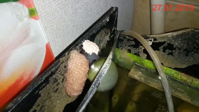 Ампулярии / Икра в два этапа смотреть онлайн