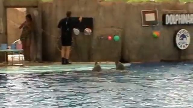 Дельфинарий в Кемере, Турция смотреть онлайн